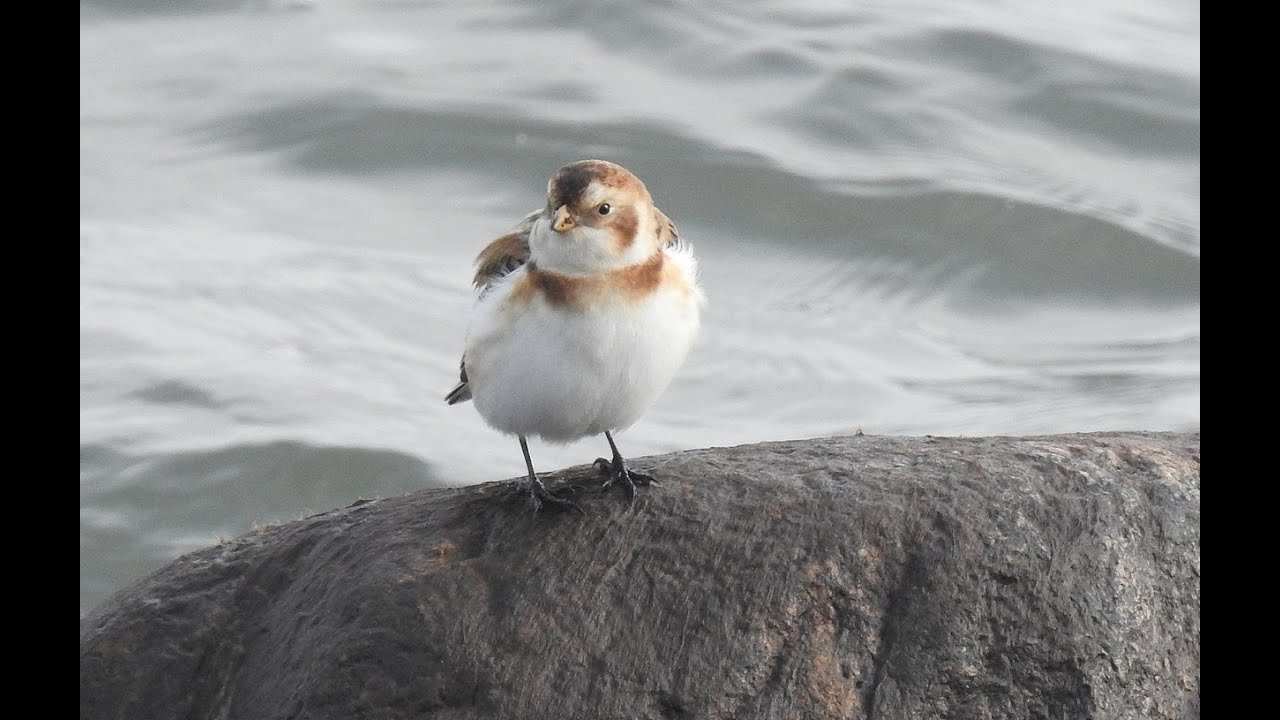 Bathing Snow Buntings near Amsterdam - Sneeuwgorzen - Will Schep