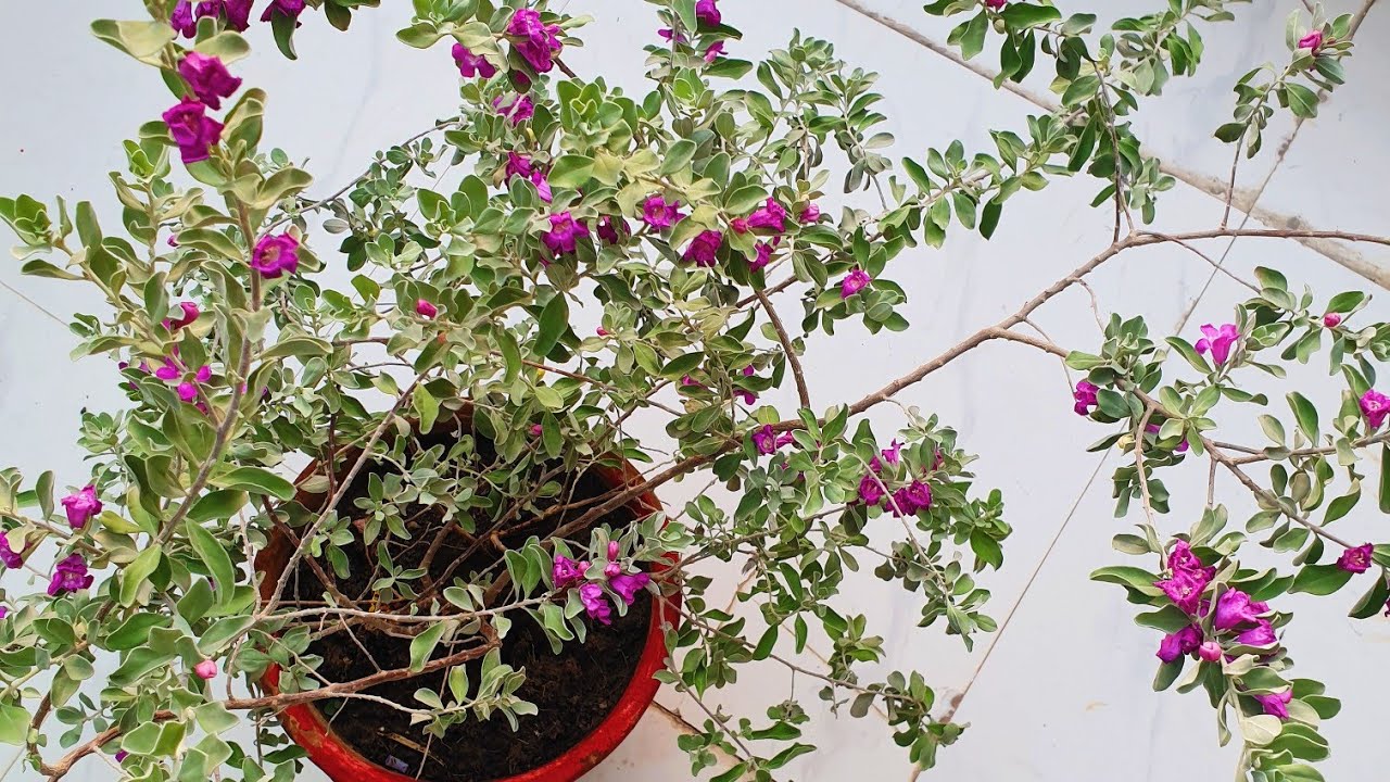 Best Plant for Beginners - Leucophyllum || How to Grow and Care Texas Sage || Fun Gardening