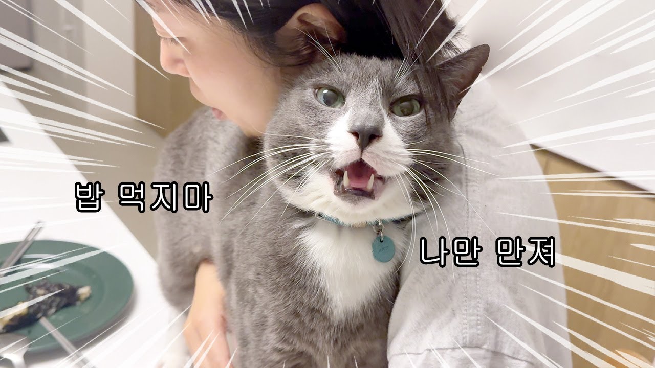 밥도 먹지 말고 자기만 만지라는 고양이ㅠ