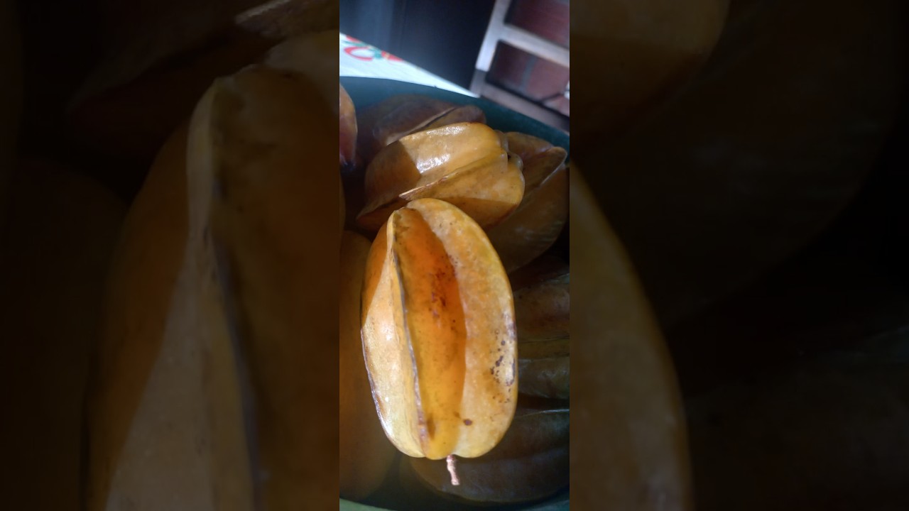 Trasplante de Tamarindo o Carambola 🌱 | Continuación del proceso de germinación #tamarindo #siembra