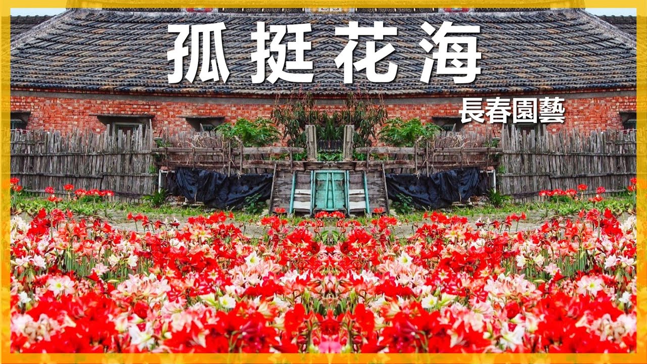 【孤挺花花海】#Amaryllis 在遠的要命王國有一望無際的孤挺花海，除了美麗花海，還有一大堆美麗的自育品種。＃長春園藝＃孤挺花＃伊恩愛種花#雲林四湖