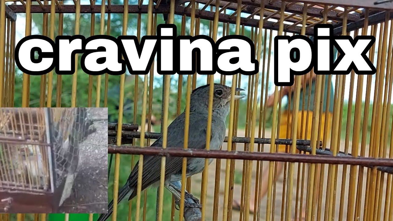 campeada Com melhor cravina que eu já vi essa é diferente