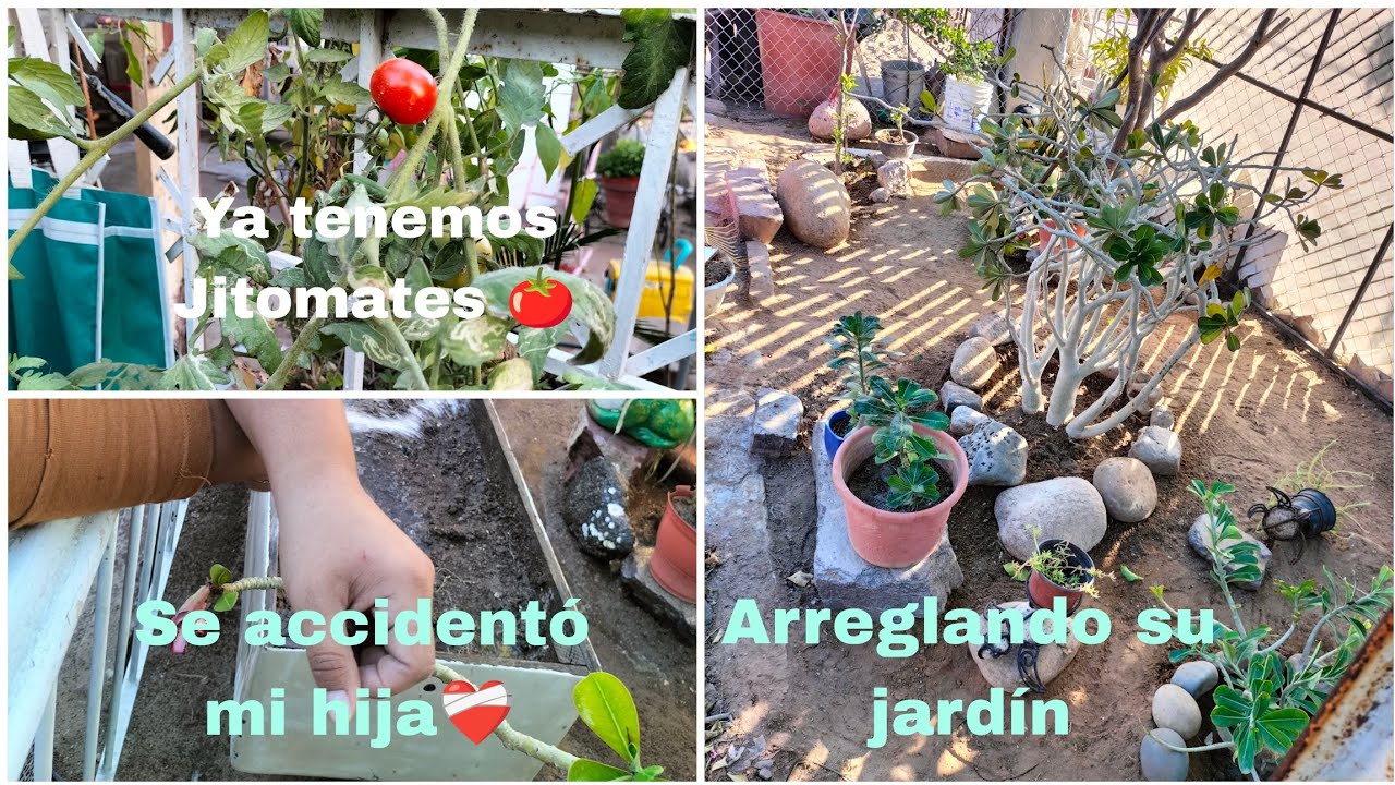 Mi hija se accidentó arreglando su jardín ❤️‍🩹🚑 ya tengo jitomates 🍅