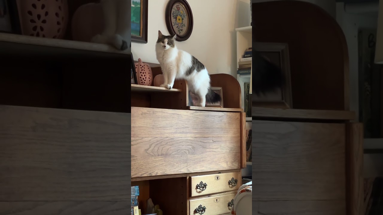 This cat loves to climb! #catoftheday #catshorts #catbehavior #cutekitty #shorts