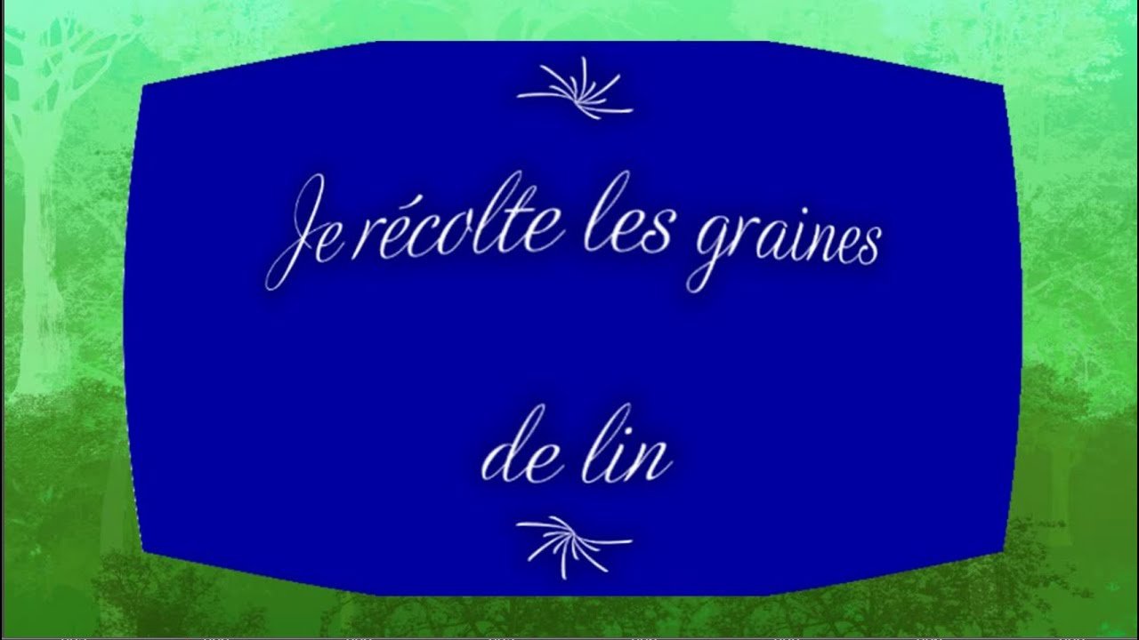 Je récolte les graines de lin