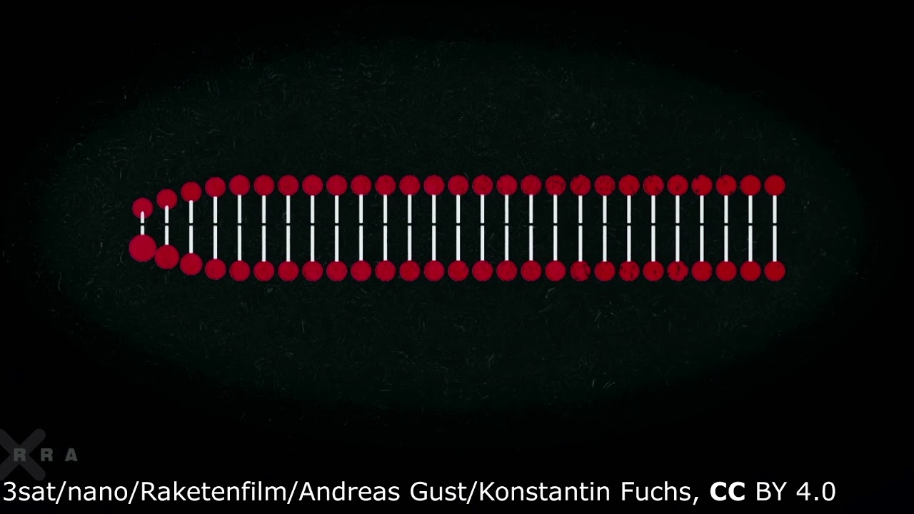 4. Amplification des séquences ADN par la PCR et analyse par électrophorèse