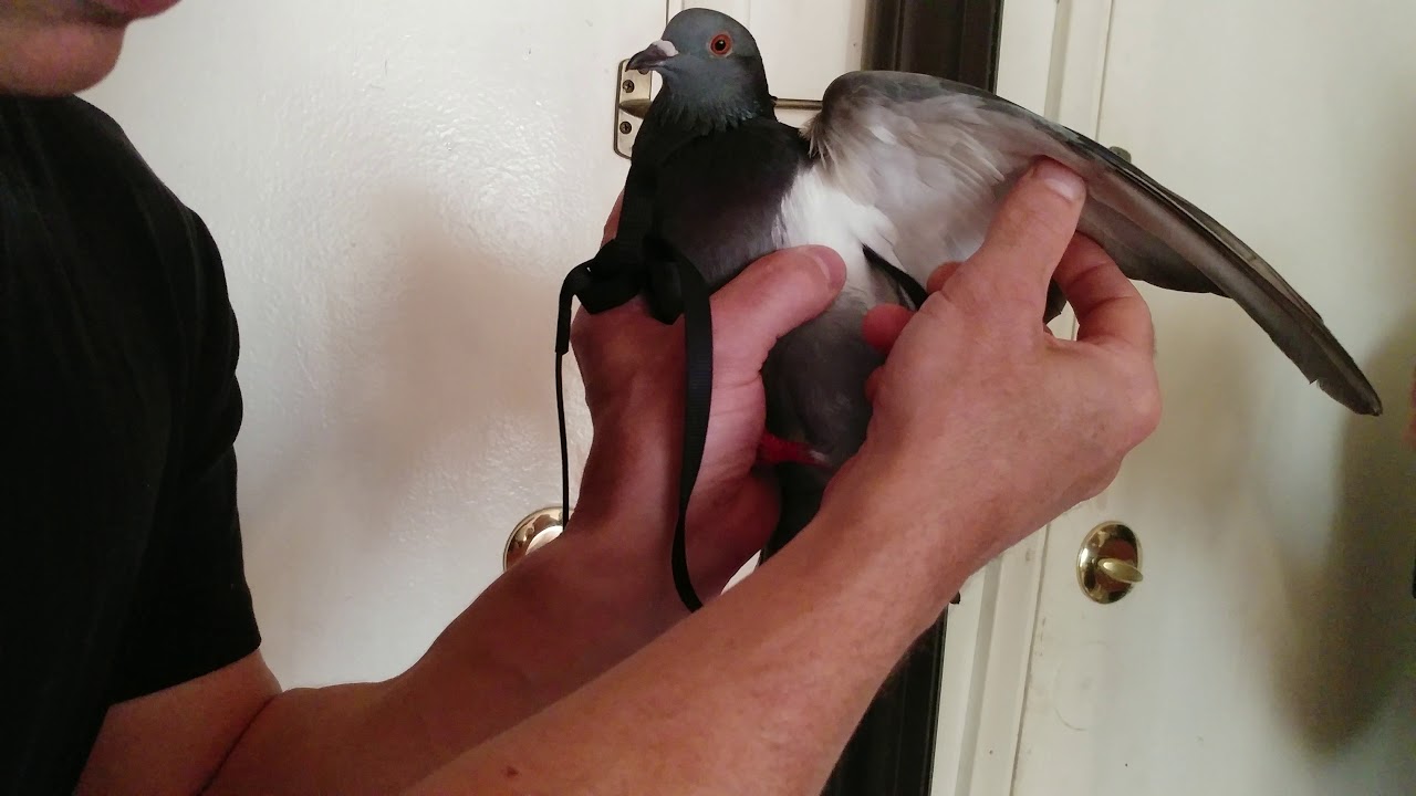 How To Put a Harness on Your Bird