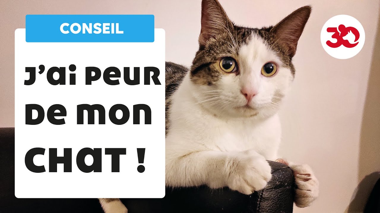 J'ai peur de mon chat : les conseils d'un vétérinaire