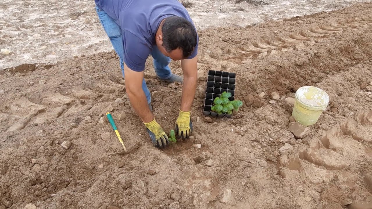 Plantação de Pinheiro Manso ( Pinus Pinea ) 2020