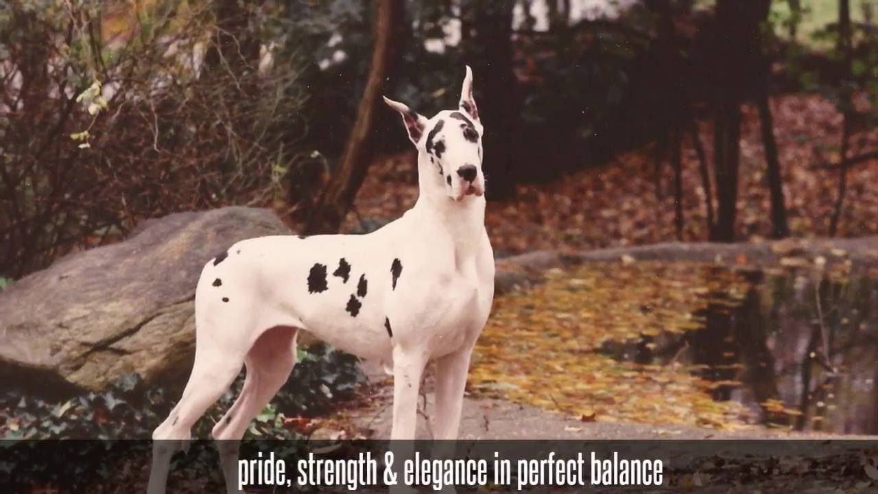 The Great Dane story