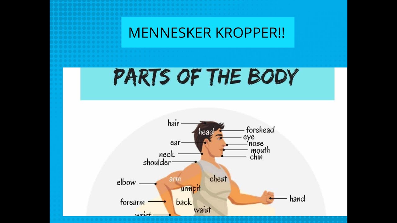 Mennesker Kroppen/Human Body Parts by Norwegian (Educational 😃🧠🫀👄👃🏽👁🫁✋🏽🦵🏽)