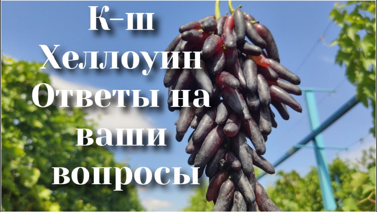 К-ш Хеллоуин. Отвечаем на Ваши вопросы.
