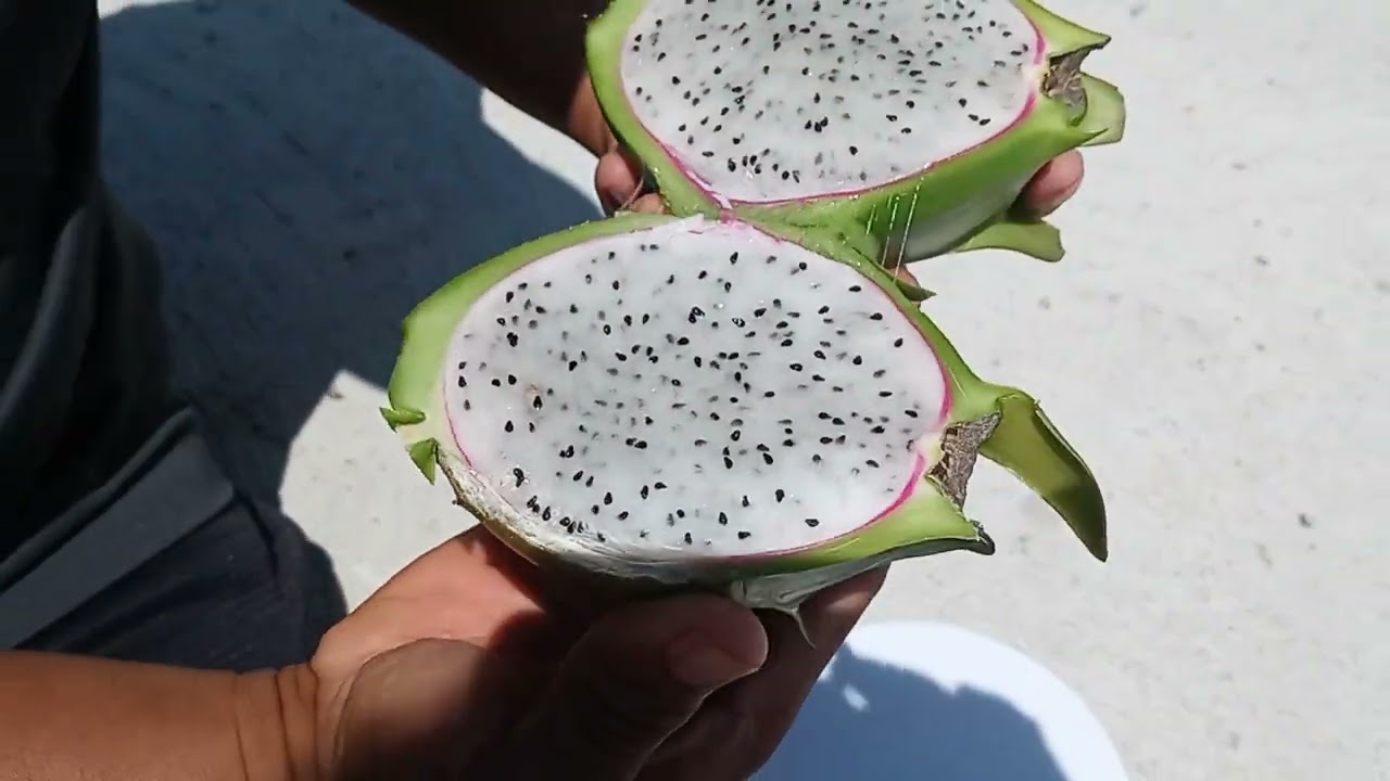 cosechando y probando pitahaya variedad esmeralda