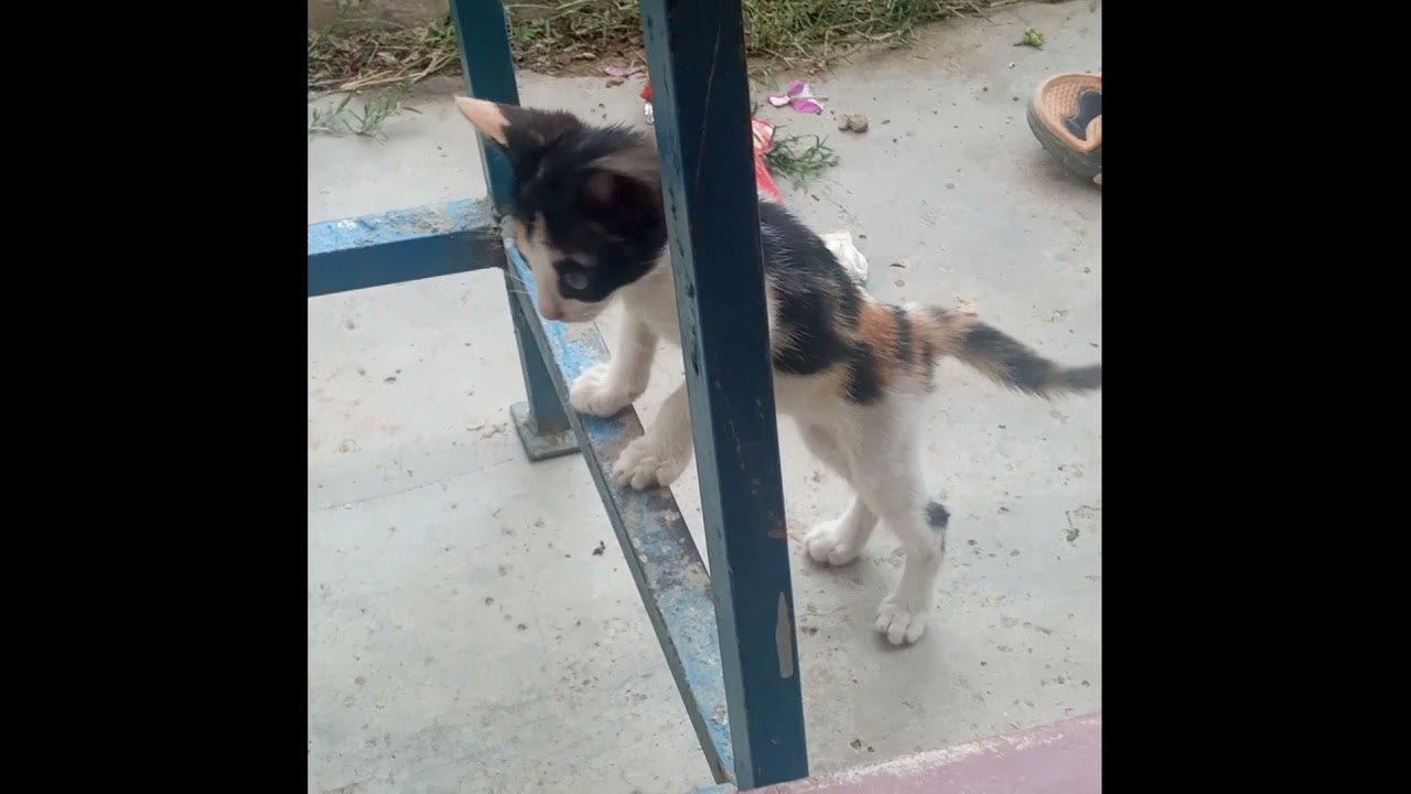 Baby Cat - Cute & Funny Cat Figuring Things Out