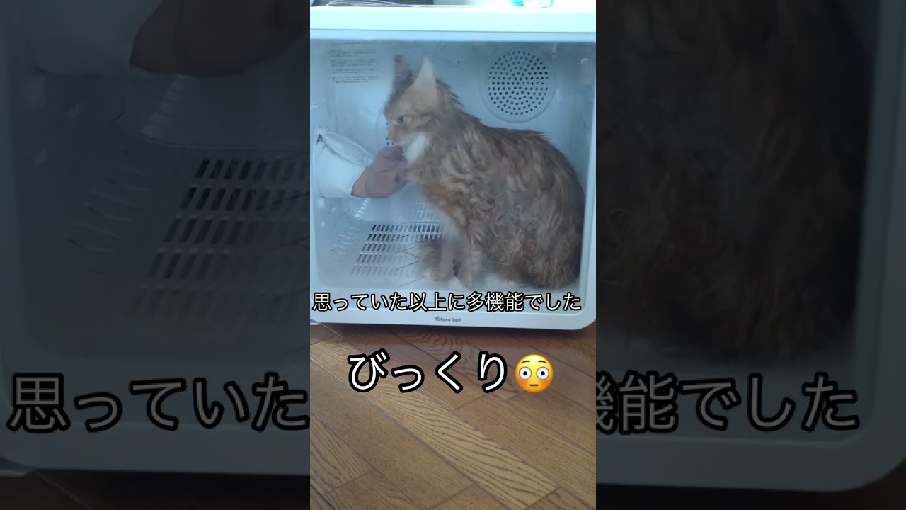 ついに我が家に！#cat #メインクーン#ドライルーム