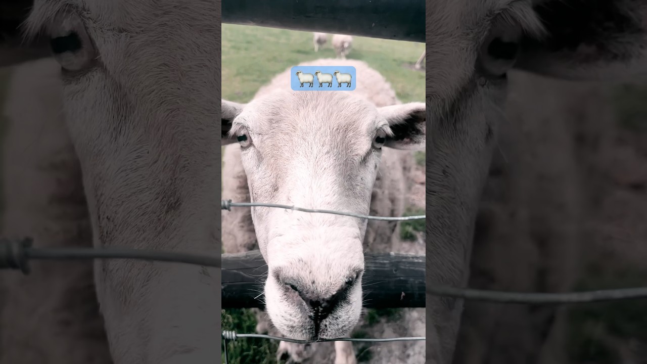 Rozko&scaron;n&aacute; ovečka v akci 😂🐑🔥 #Ovečka #SheepLife #SheepLove #Ovč&iacute;Dobrodružstv&iacute; #HappySheep