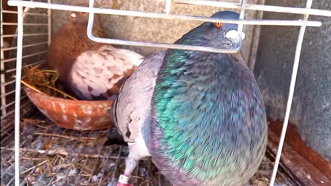 الحمام النفاخ المغربي 