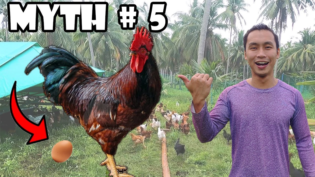 5 Myths About Free Range Chicken Farming