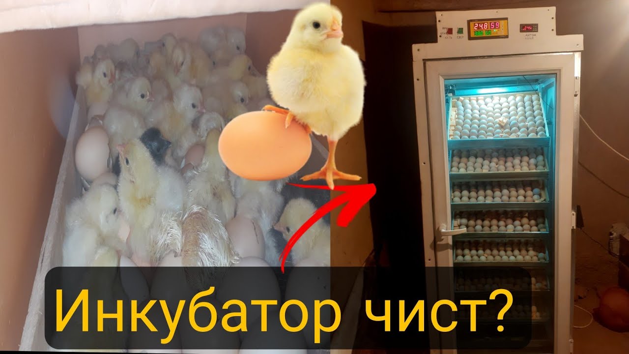 ИНКУБАТОР ЧИСТ ВА ЧИ ХЕЛ ЧУҶА АЗ ТУХМ МЕБАРОЯД.Беҳтарин зотҳои  мурги тухмдех дар Тоҷикистон.