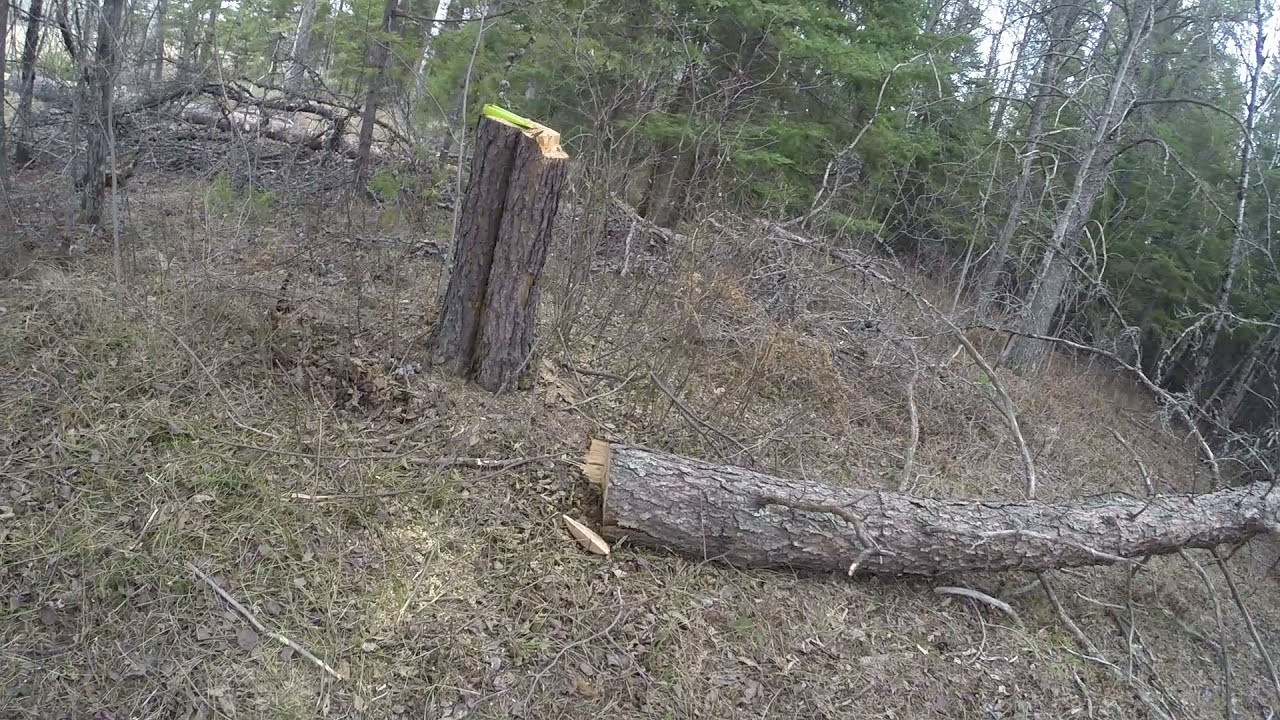 How to cut dead trees / Stihl MS260