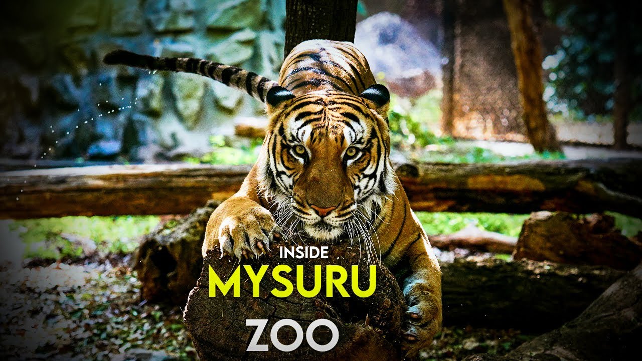 Inside Mysore Zoo - A Day at Sri Chamarajendra Zoological Gardens