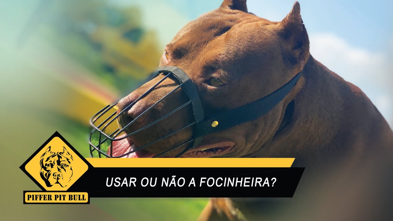 Focinheira! Usar ou Não Usar? - Piffer Pit Bull