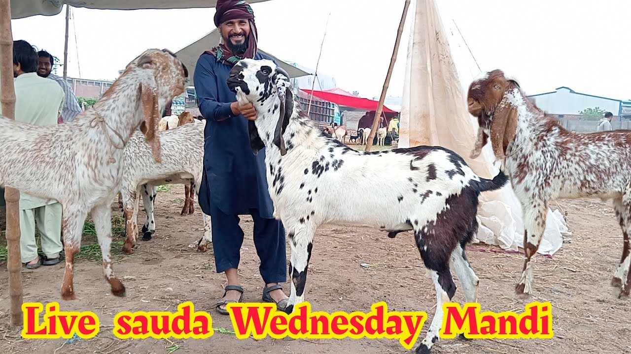 Live sauda Wednesday Mandi update makkhi chini bakre rajanpuri bakre desi bakre Sajjad Lahori shoq 