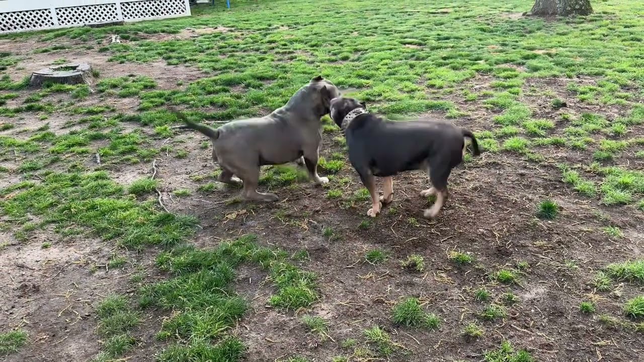Puppies coming soon