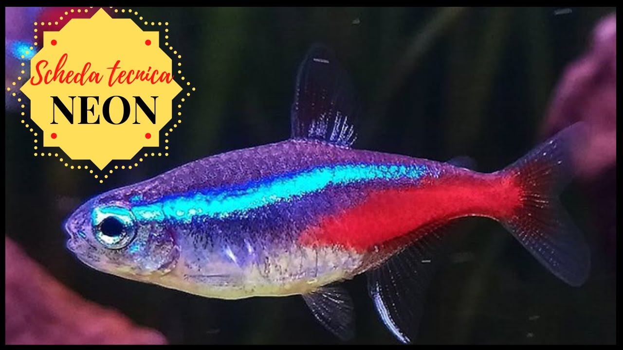 NEON - Paracheirodon innesi 🐟 Scheda Tecnica