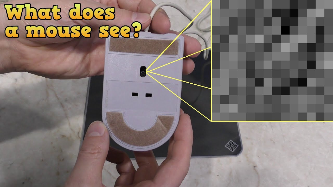 What does a computer mouse see?