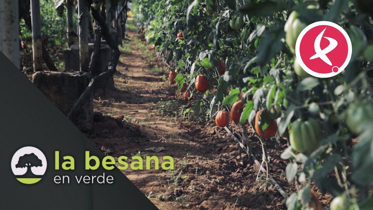 Tomates para todos los gustos | La besana en verde