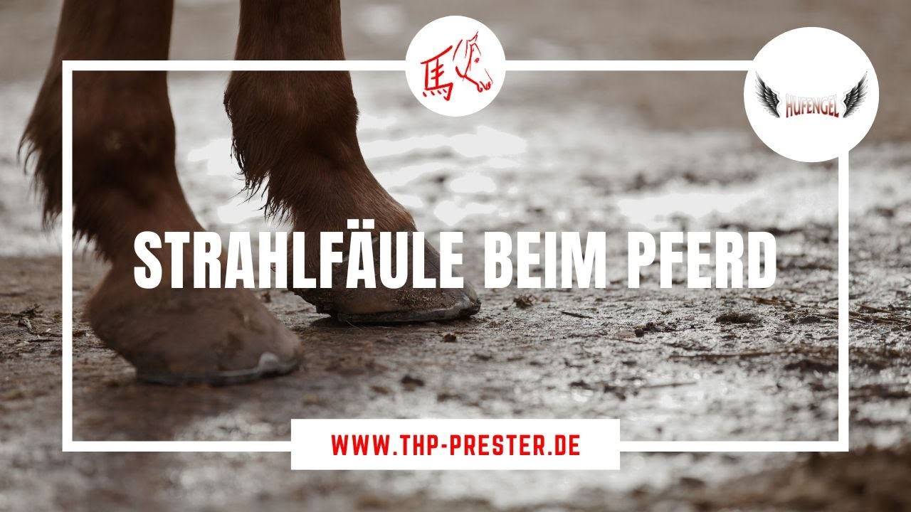 Strahlfäule beim Pferd