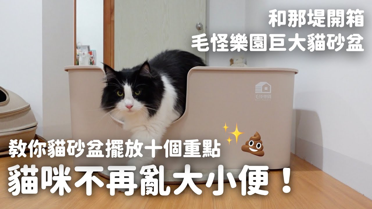 貓咪不再亂大小便！訓練師教你貓砂盆擺放十個重點｜和那堤開箱：毛怪樂園巨大貓砂盆 EP107