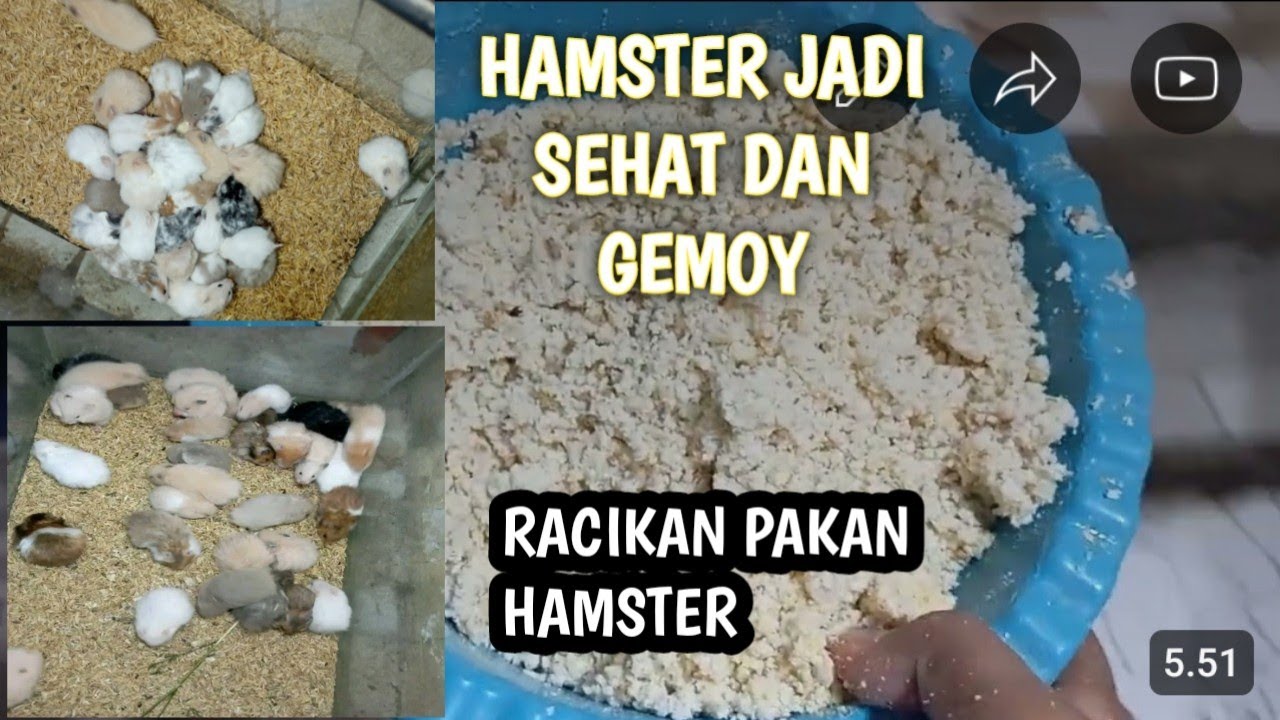 Cara Membuat Pakan Hamster  Bagi Peternak
