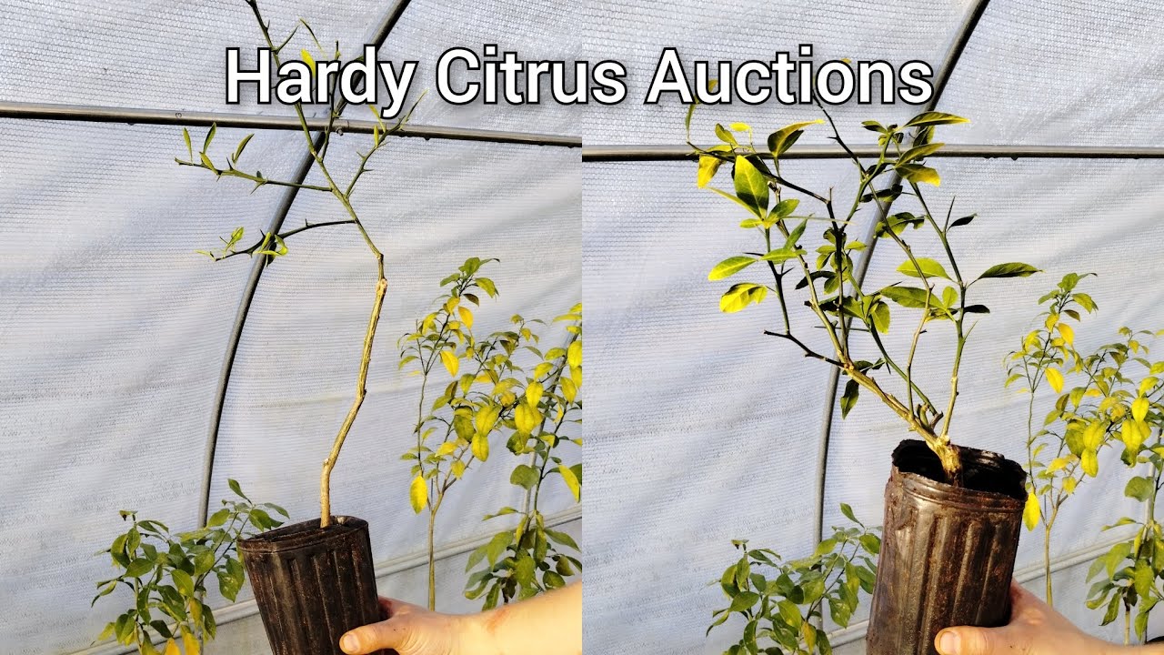 Hardy Citrus Auctions! Prague Chimera and Bishop Citrandarin
