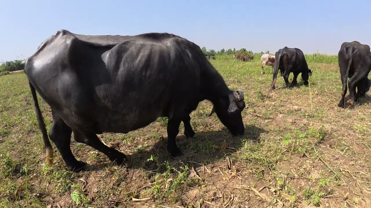 Buffalo Herd Grazing in Nature | Peaceful Village Life & Green Fields|Real Desi Farm Routine 2025