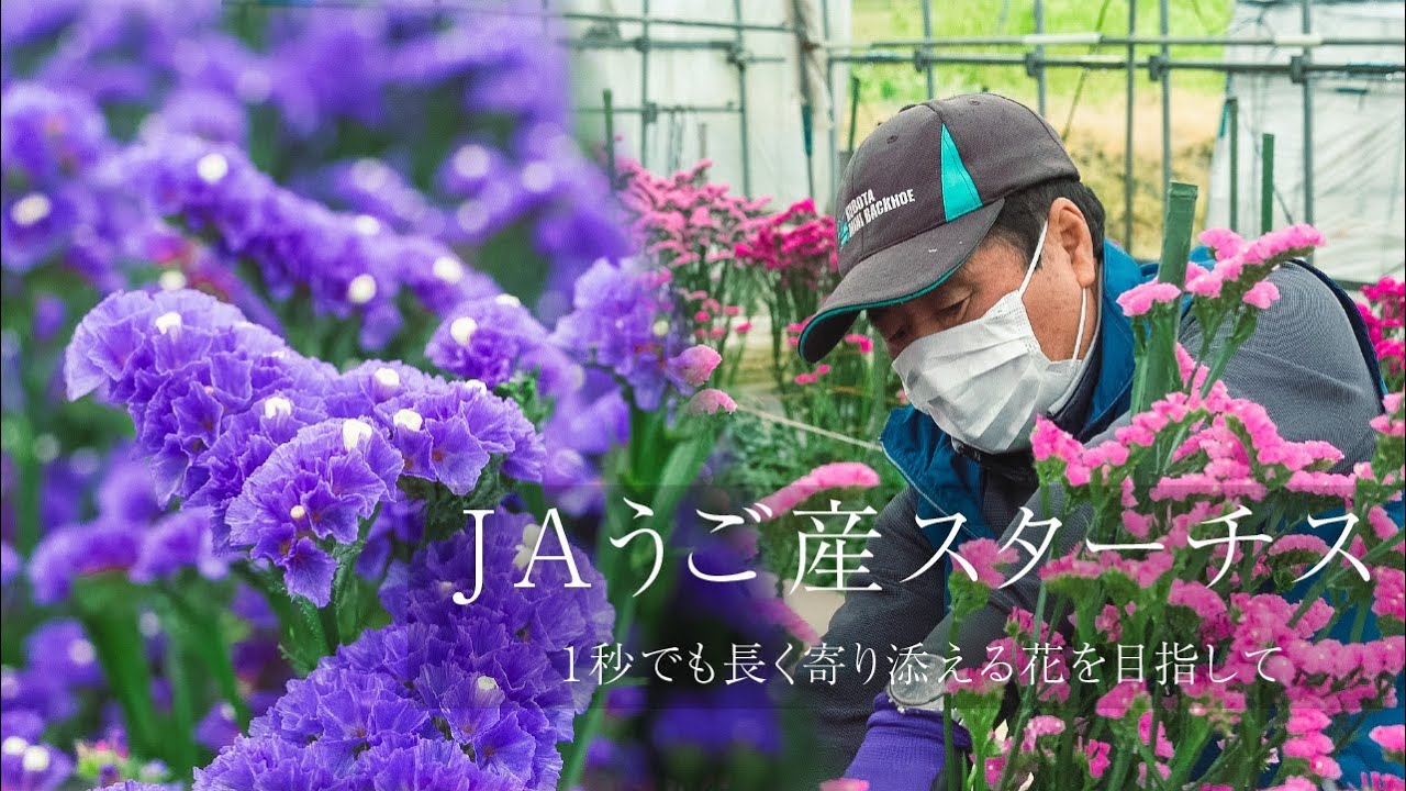 JAうご産 スターチス