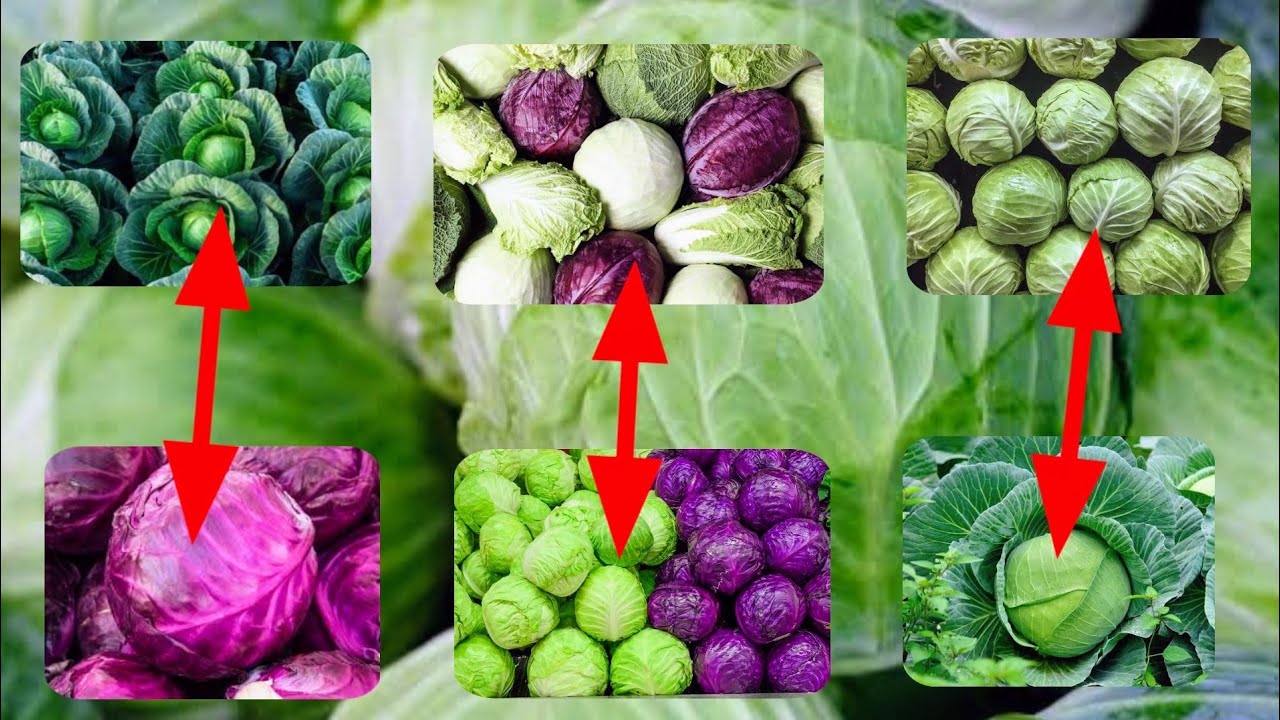 Amfanin Kabeji (Cabbage) a jikin Dan Adam da Wanda ya kamata afi ci