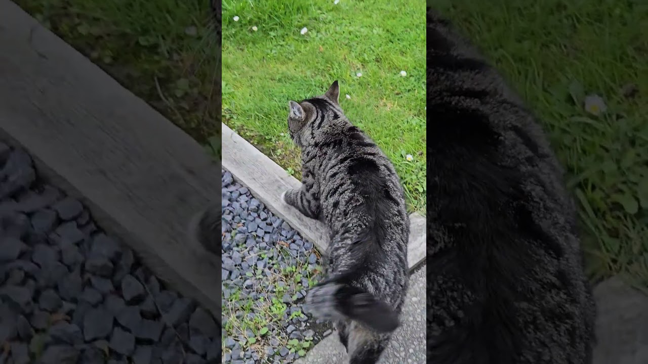 Rosie being a nature lover for 2 minutes! 🥬🥬🌴🌳🌲🌵🍀🌱🪴