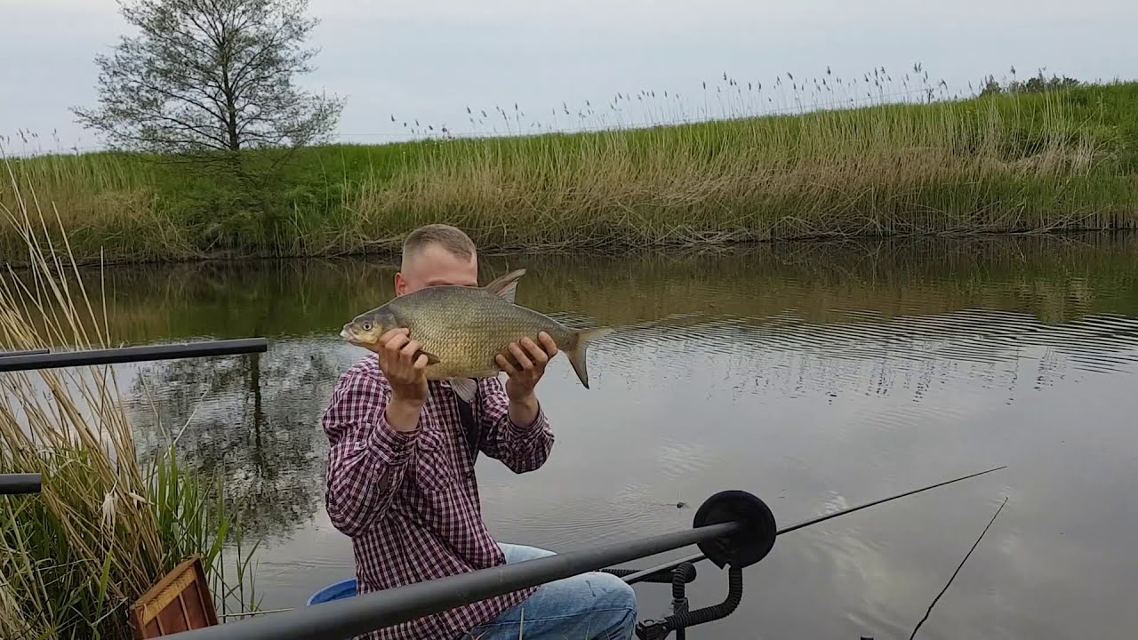 Duże leszcze z rzeki Pasłęki