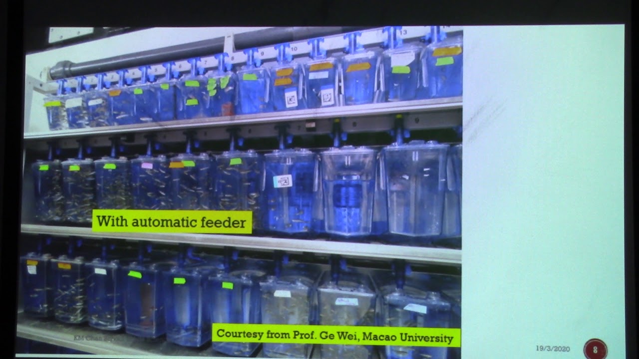 Zebrafish 2A Model of Human Diseases