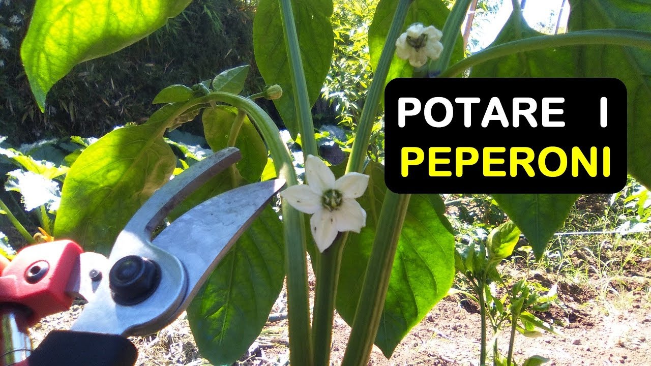 POTARE I PEPERONI