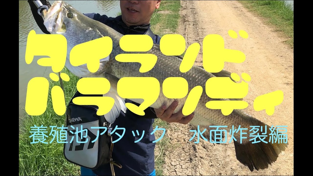 バラマンディ養殖池は想像していたのと違う！！Baramundi fishing in THAILAND