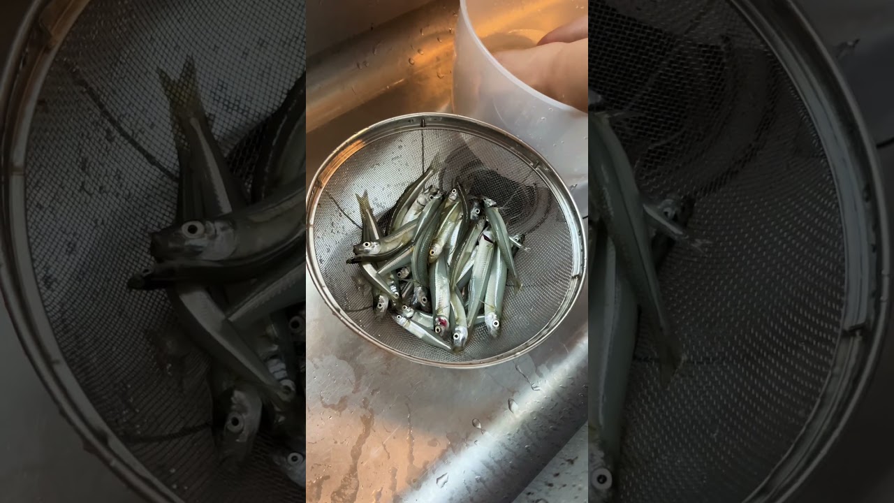 Catching and Cooking Atlantic Silverside: A Mamaroneck Harbor Island Park Adventure