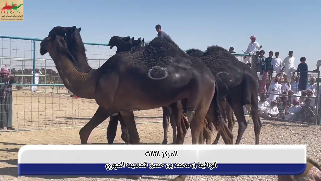 المهرجان السنوي لسباقات الهجن الأهلية للمزاينة بولاية ثمريت ٢٠٢٣ شوط اليذاع المجاهيم المفتوح