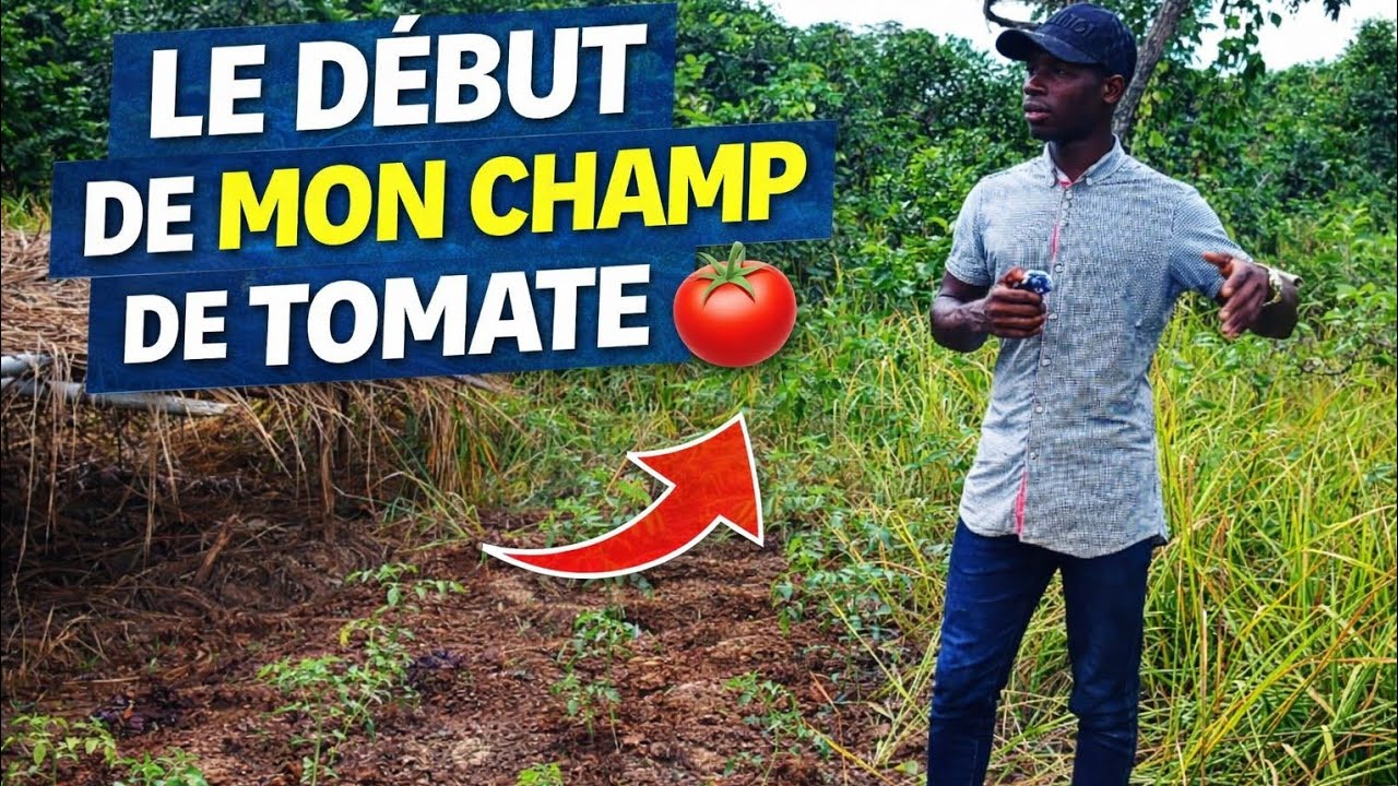 Le début de mon champ de tomate 🌱 | Tout a commencé ici