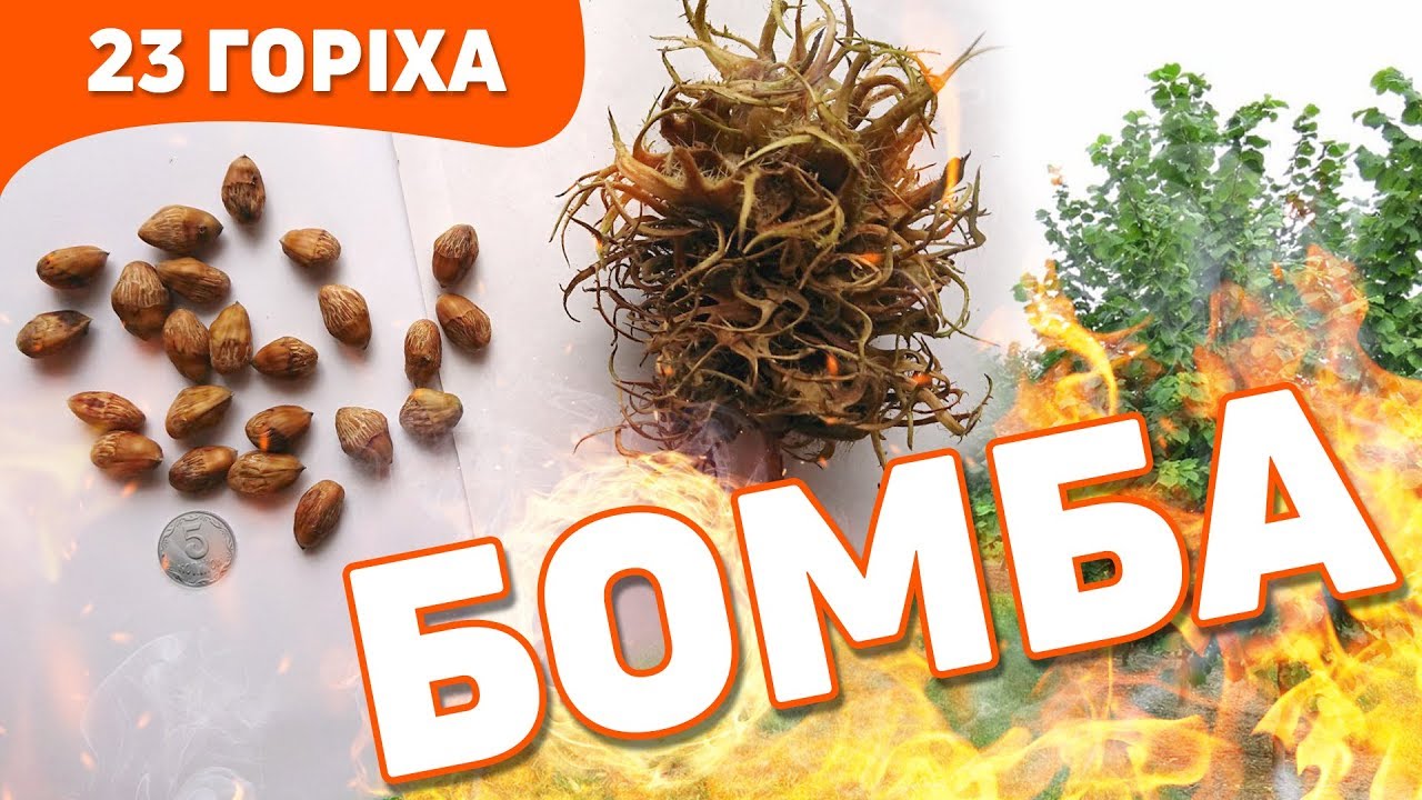 Ліщина Ведмежа/Corylus Сolurna. Урожай. Продаж. Конкурс.