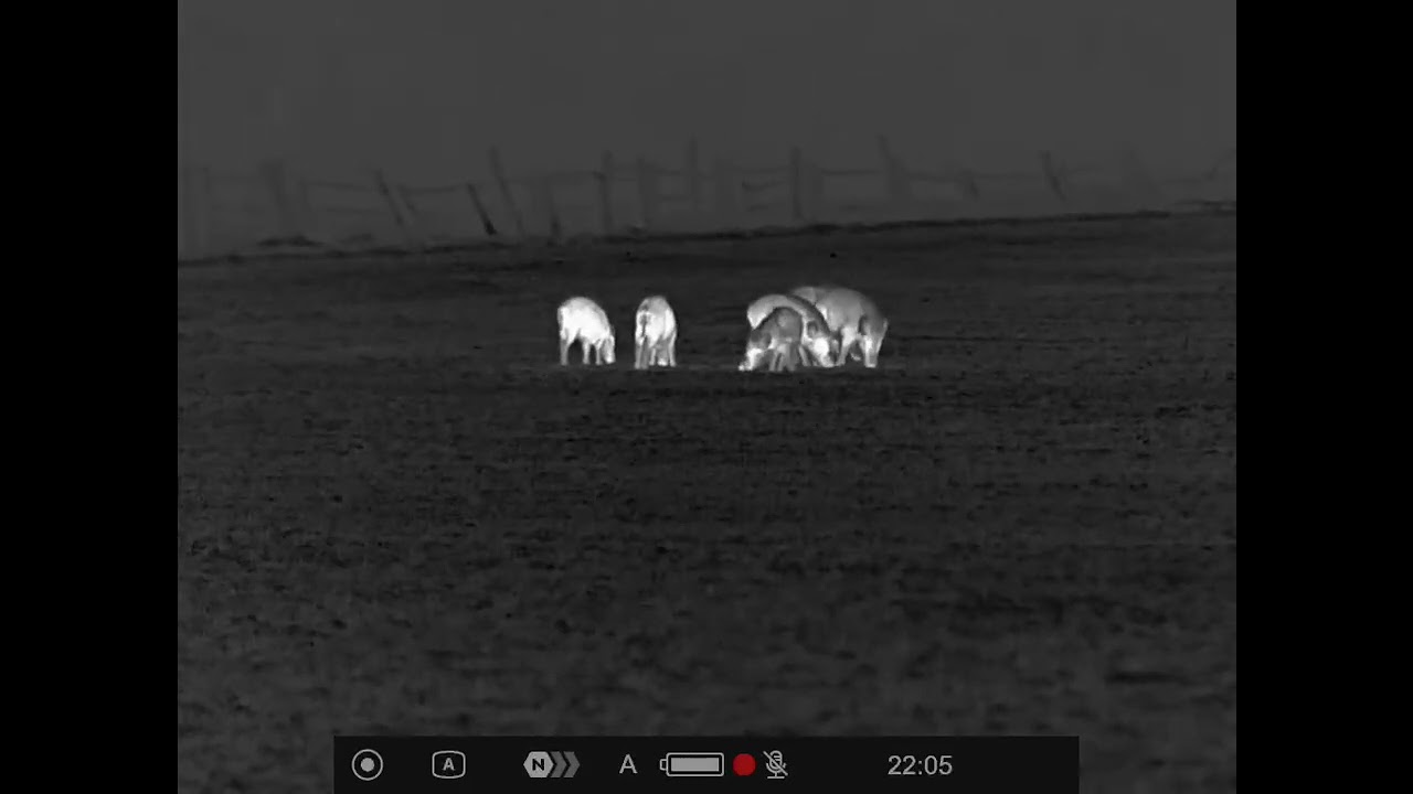 Schwarzwildjagd im Feld |  Frischling erlegt | 2025