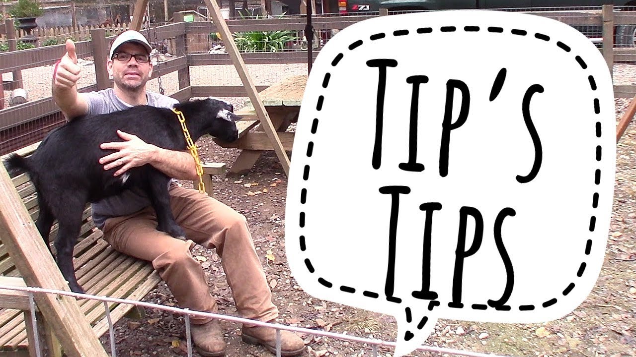 FREE Pig & Chicken Feed-How To SAVE Major Money On Your Feed Bill!!