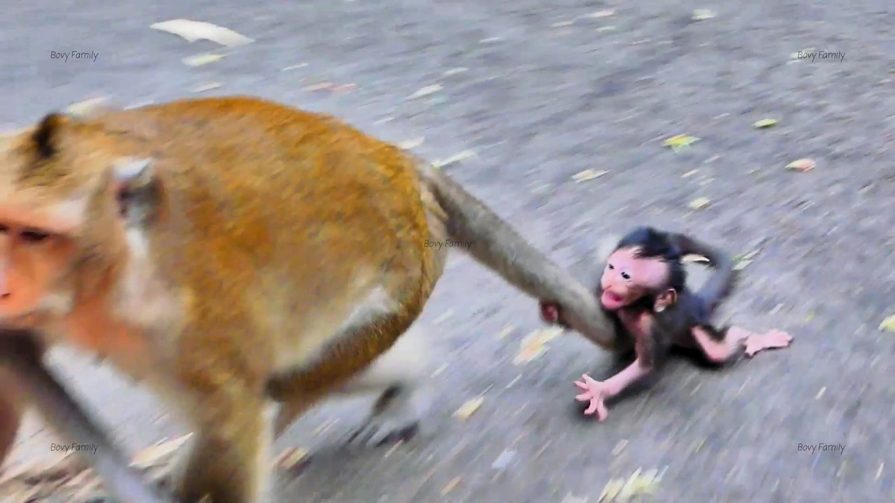Don't Leave Me! Desperate Baby Monkey Grabs Mom's Tail as She Walks Away